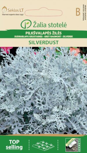 Vilt-ristirohi Silver Ragwort Silverdust - Senecio cineraria L.