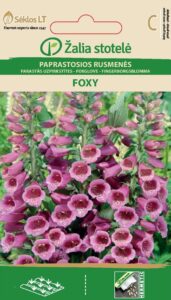 Verev sõrmkübar Purple Foxglove Foxy Mix - Digitalis purpurea
