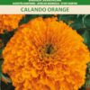 Kõrge peiulil African Marigold Calando Orange - Tagetes erecta L.