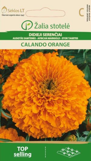 Kõrge peiulil African Marigold Calando Orange - Tagetes erecta L.