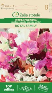 Lõhnav lillhernes Sweet Pea Royal Family - Lathyrus odoratus L.