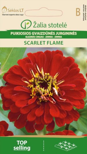 Harilik pruudisõlg Zinnia Scarlet Flame - Zinnia elegans dahlienflora