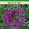 Harilik ämbliklill Spider Flower Cherry Queen - Cleome hassleriana Chodat