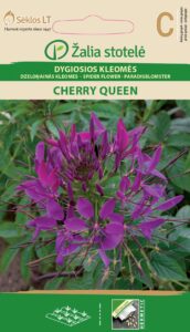 Harilik ämbliklill Spider Flower Cherry Queen - Cleome hassleriana Chodat