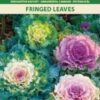 Dekoratiivkapsas Ornamental Cabbage Fringed Leaves Mix- Brassica oleracea L. var.acephala