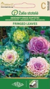Dekoratiivkapsas Ornamental Cabbage Fringed Leaves Mix- Brassica oleracea L. var.acephala