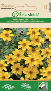 Kuldne ruse Bur-Marigold Annual Yellow - Bidens aurea