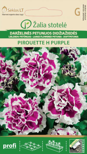 Petuunia Pirouette H Purple Petunia hybrida grandiflora G Petuunia Pirouette H Purple Petunia hybrida grandiflora G