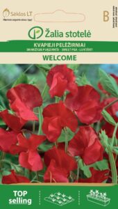 Lõhnav lillhernes Sweet Pea Welcome - Lathyrus odoratus L.