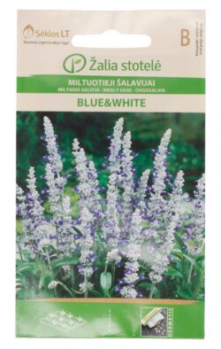 Hallsalvei Blue & White salvia farinacea Benth. B