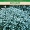 Ahtalehine käokuld Licorice Plan Silver Mist Trailing Silver- Helichrysum microphyllum
