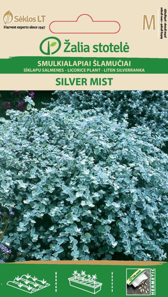 Ahtalehine käokuld Licorice Plan Silver Mist Trailing Silver- Helichrysum microphyllum