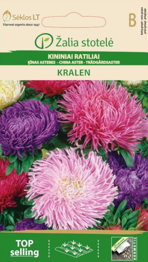 Aedaster China Aster Kralen Mix - Callistephus chinensis L. Ness Aedaster China Aster Kralen Mix - Callistephus chinensis L. Ness