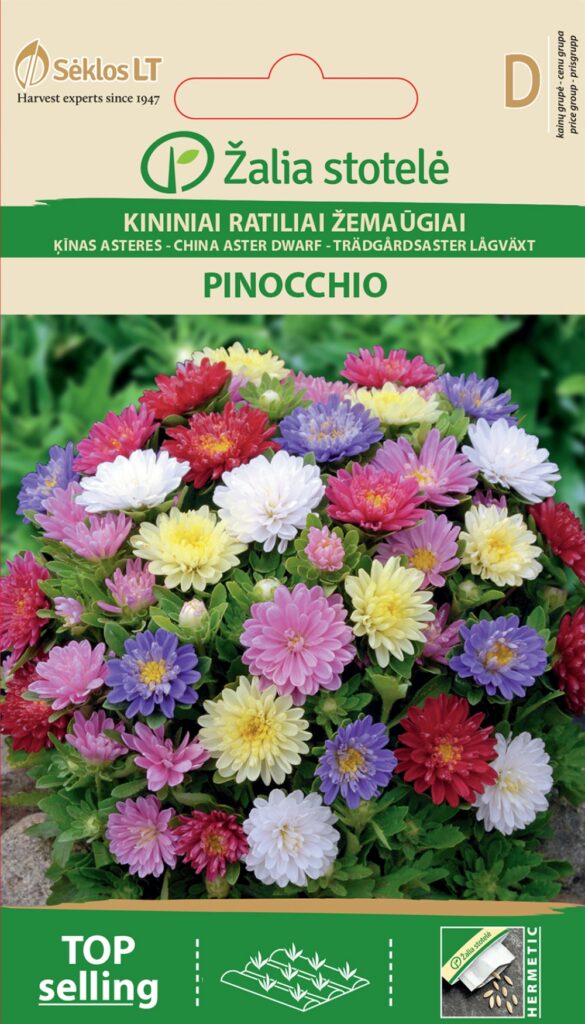 Aedaster China Aster Pinocchio Mix - Callistephus chinensis L. Ness