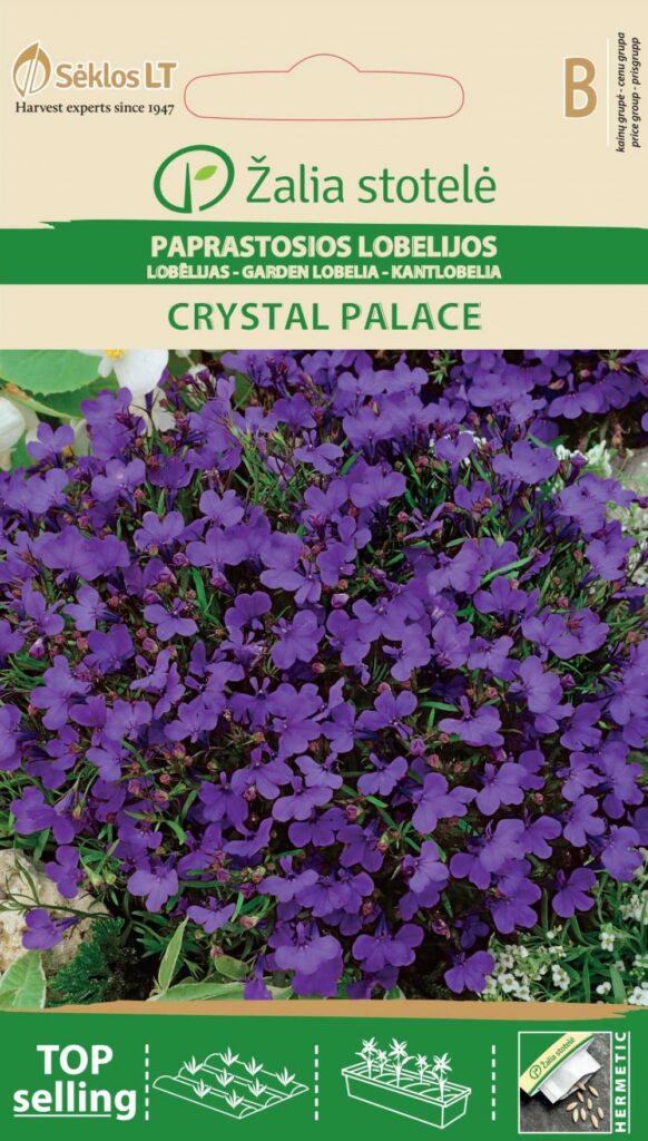 Aedlobeelia Lobelia Crystal Palace - Lobelia erinus L.