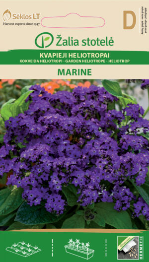 Harilik heliotroop Heliotropium Marine - Heliotropium arborescens L. Harilik heliotroop Heliotropium Marine - Heliotropium arborescens L.