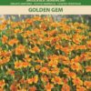 Ahtalehine peiulill Scotch Marigold Golden Gem- Tagetes tenuifolia Cav.