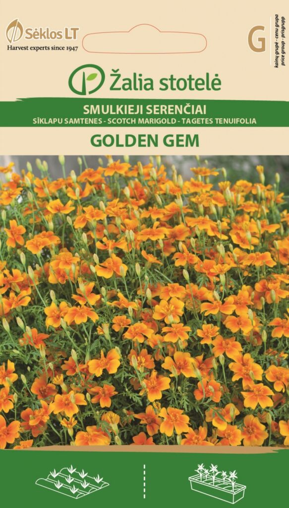 Ahtalehine peiulill Scotch Marigold Golden Gem- Tagetes tenuifolia Cav.