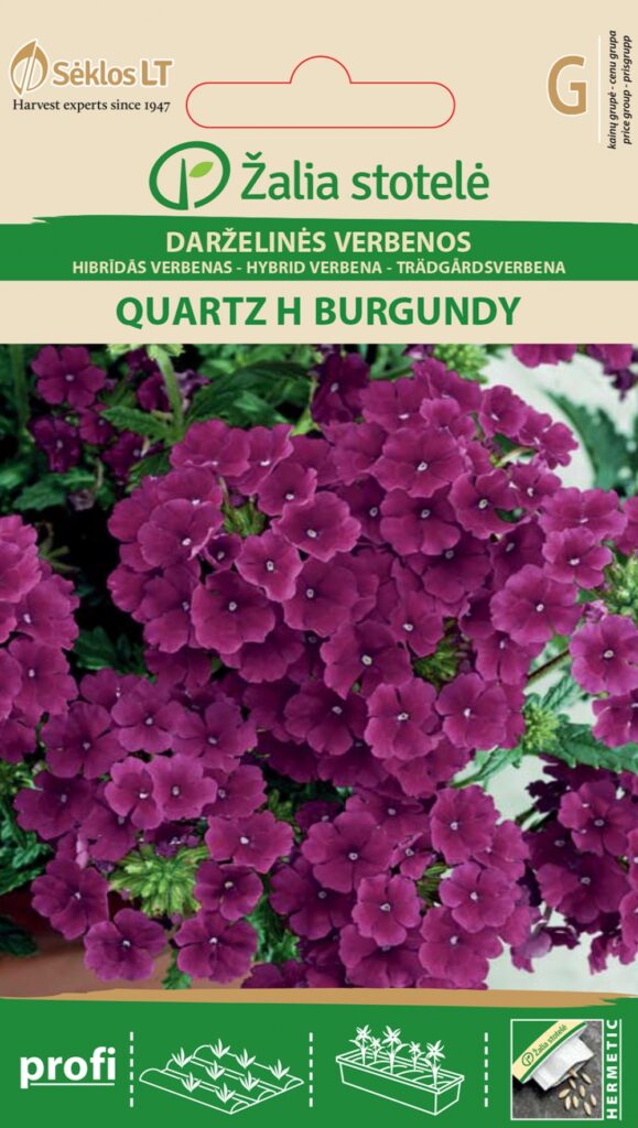 Aed-raudürt Verbena Quartz H Burgundy - Verbena hybrida Voss