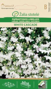 Aedlobeelia Lobelia White Cascade annual White- Lobelia erinus L.