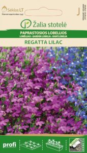 Aedlobeelia Lobelia Cascade Regatta Lilac - Lobelia erinus L.