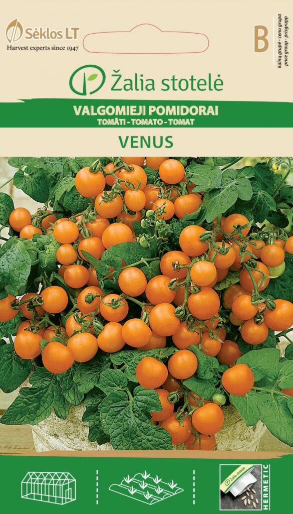 Tomat Venus - Solanum lycopersicum L.