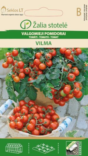 Tomat Vilma - Solanum lycopersicum L.