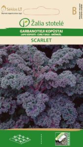 Lehtkapsas Scarlet - Brassica oleracea L.