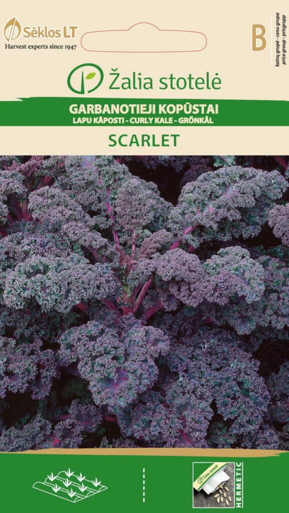 Lehtkapsas Scarlet - Brassica oleracea L.