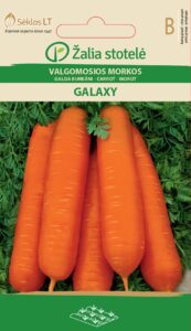 Porgand Galaxy - Daucus carota L.