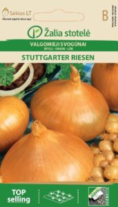 Sibul Stuttgarter Riesen - Allium cepa L.