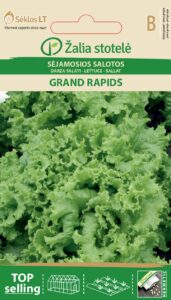 Salat Grand rapids - Lactuca sativa L.