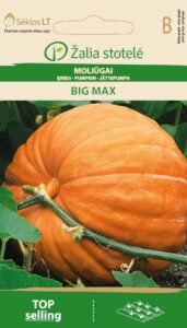 Kõrvits Big Max - Cucurbita maxima Duchesne