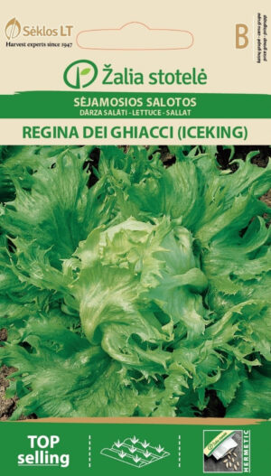 Jääsalat Regina Dei Ghiacci - Lactuca sativa L. Jääsalat Regina Dei Ghiacci - Lactuca sativa L.