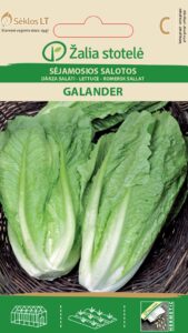 Rooma salat Galander - Lactuca sativa L.