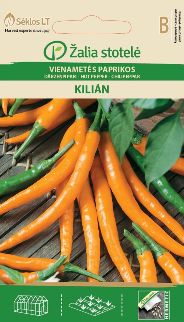 Kibe pipar Kilian - Capsicum annuum L.