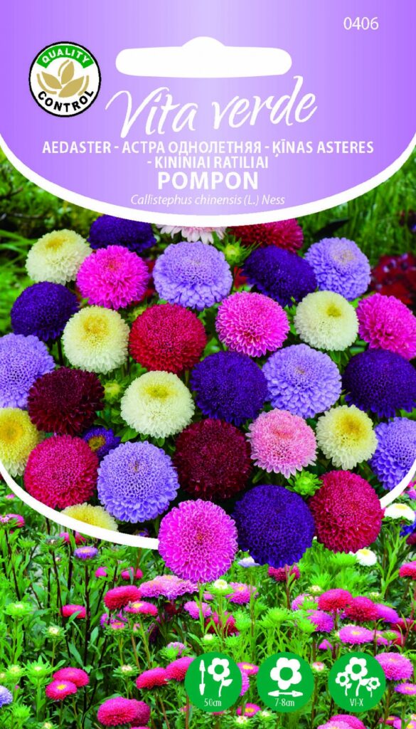 Aedaster Pompon