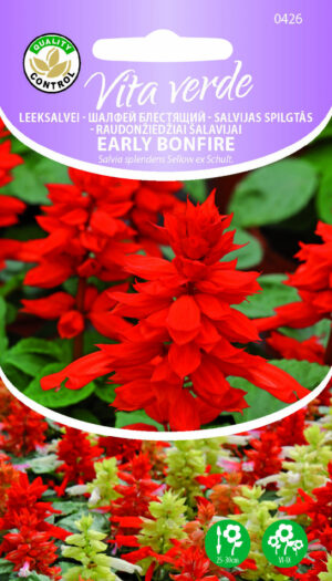 Leeksalvei Early Bonfire