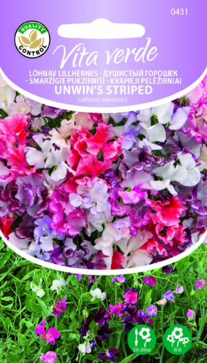 Lõhnav Lillhernes Unwin'S Striped Lõhnav Lillhernes Unwin'S Striped