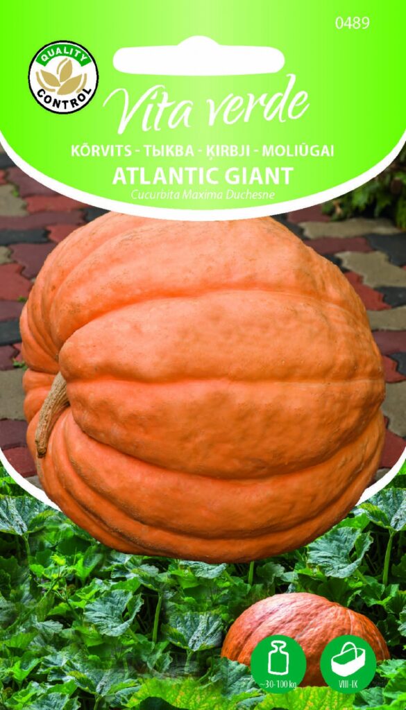 Kõrvits Atlantic Giant