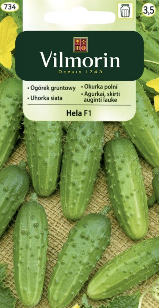 Kurk Hela Cucumis sativus