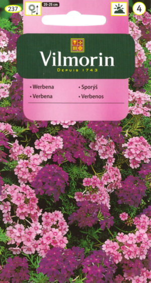 Raudürt rippuv Verbena hybrida pendula Raudürt rippuv Verbena hybrida pendula