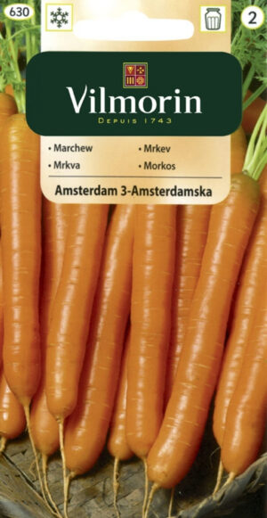 Porgand Amsterdam Daucus carota Porgand Amsterdam Daucus carota