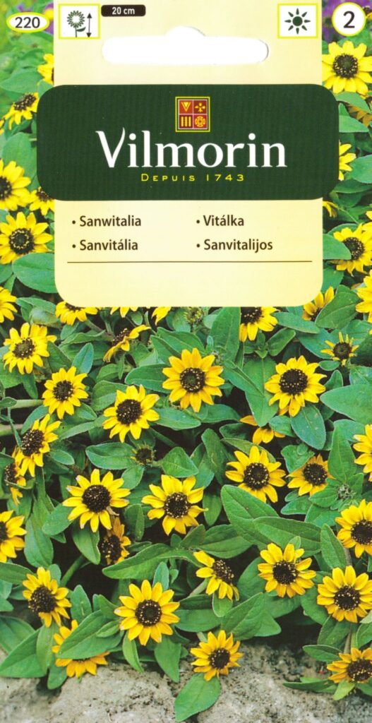 Sanvitaalia Sanvitalia procumbens