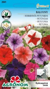 Hübriidpetuunia Balcony - Petunia nana compacta