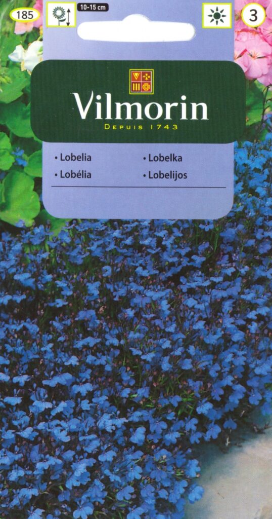 Lobeelia Blue Carpet Lobelia