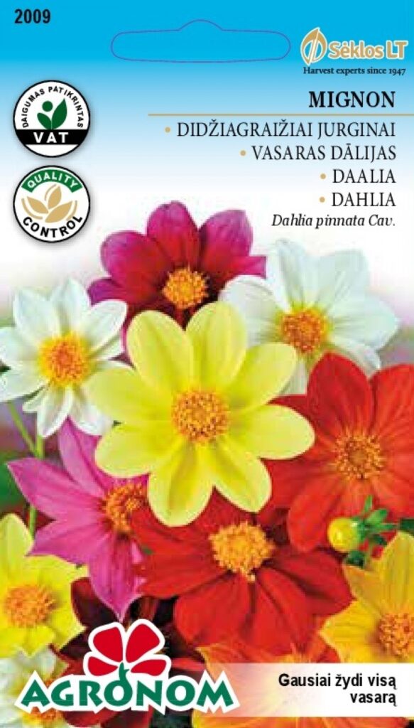 Suvedaalia Mignon - Dahlia variablis