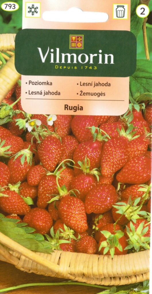 Kuumaasikas Rugia Fragaria vesca