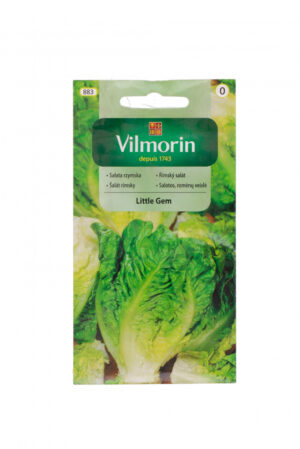 Salat Little Gem Lactuca sativa Salat Little Gem Lactuca sativa