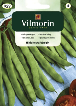 Aeduba Hils Neckarkönigin Phaseolus vulgaris Aeduba Hils Neckarkönigin Phaseolus vulgaris